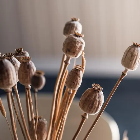 Dimora Soffio - Breez